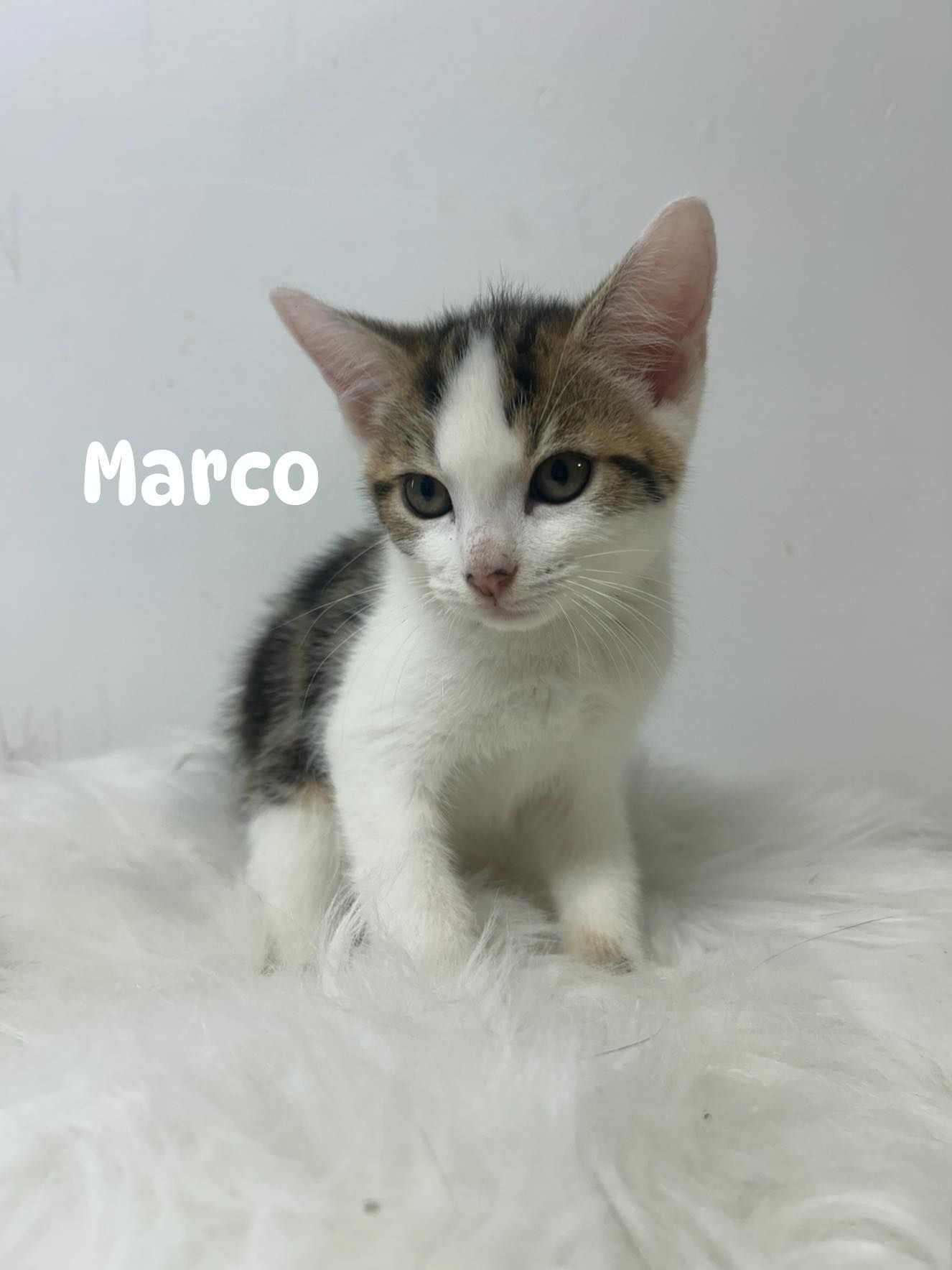 Marco Marco